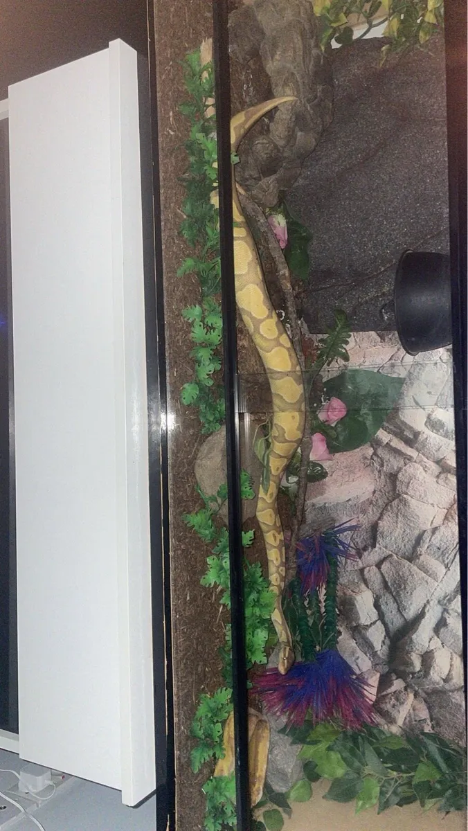 Ball python with enclosure - Image 3