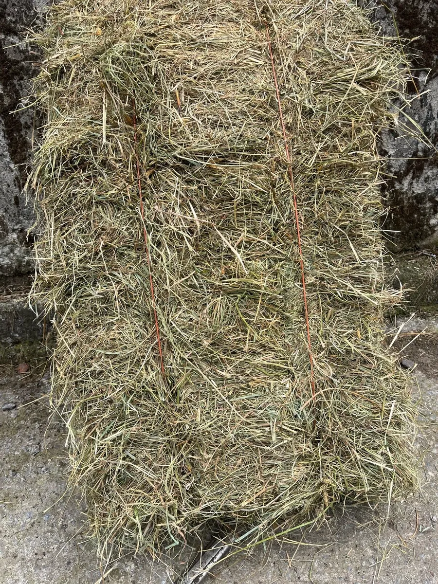 2025 June Hay - Image 1