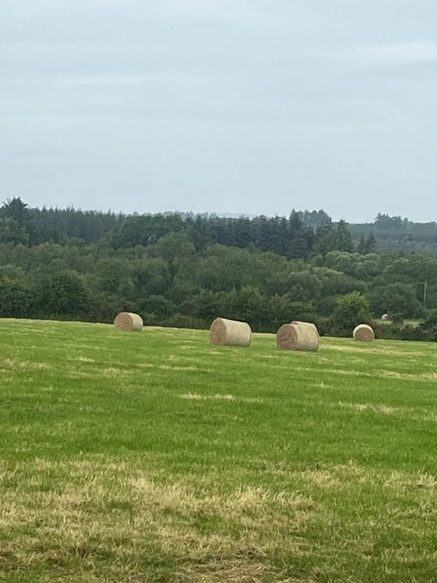 2025 June Hay - Image 2