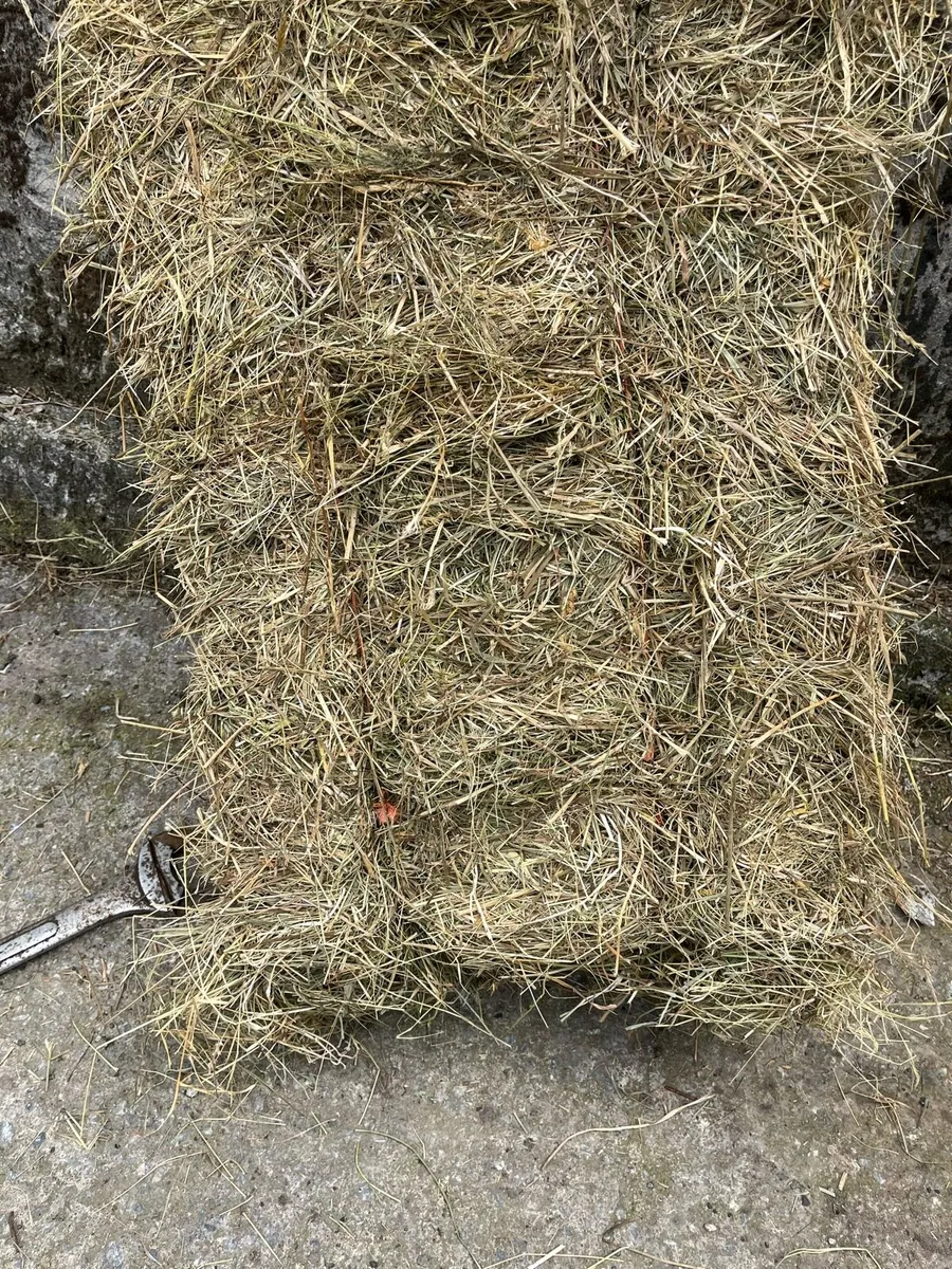 2025 June Hay - Image 3