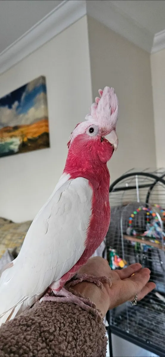 Albino Rose Breasted Cockatoo - Image 1