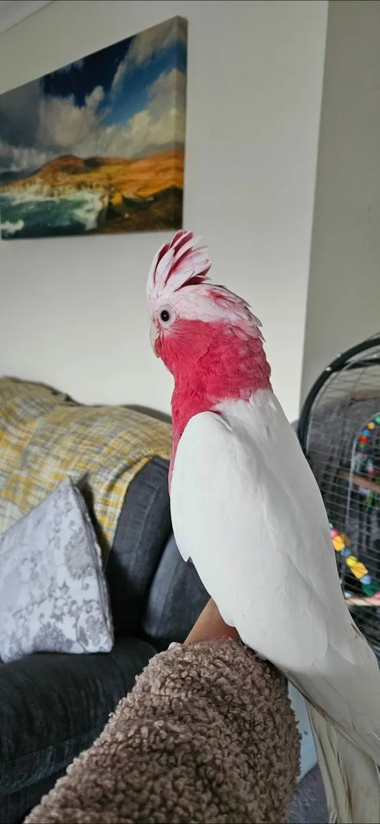 Albino Rose Breasted Cockatoo - Image 2