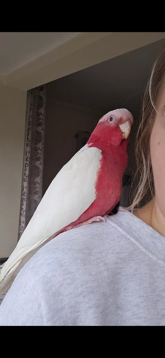 Albino Rose Breasted Cockatoo - Image 3