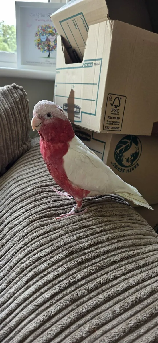 Albino Rose Breasted Cockatoo - Image 4