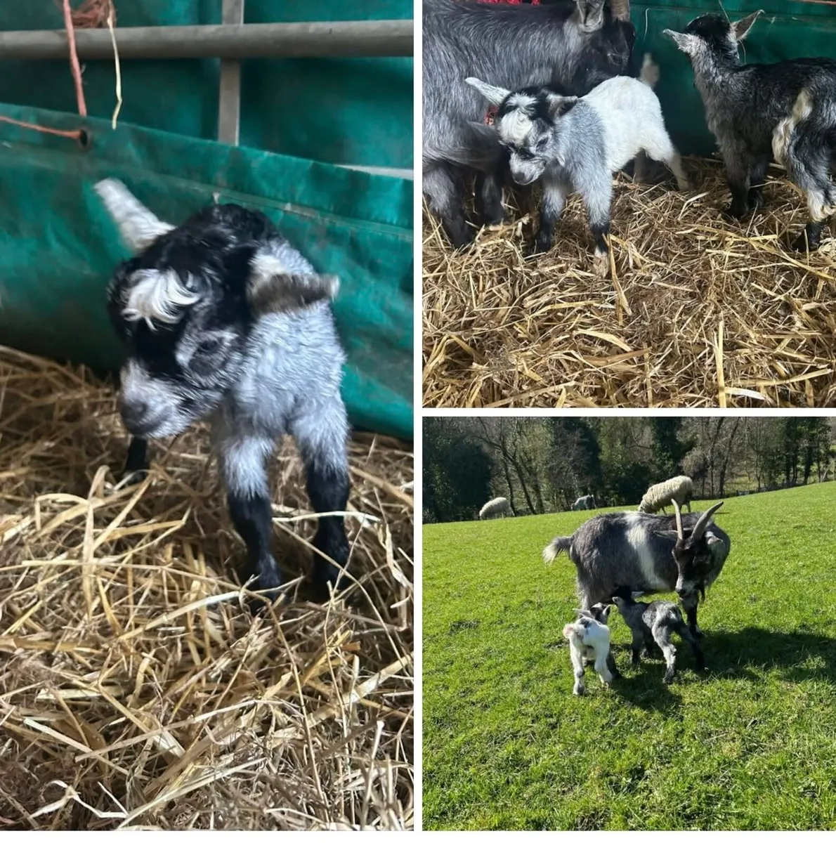 Kid goats - Image 1
