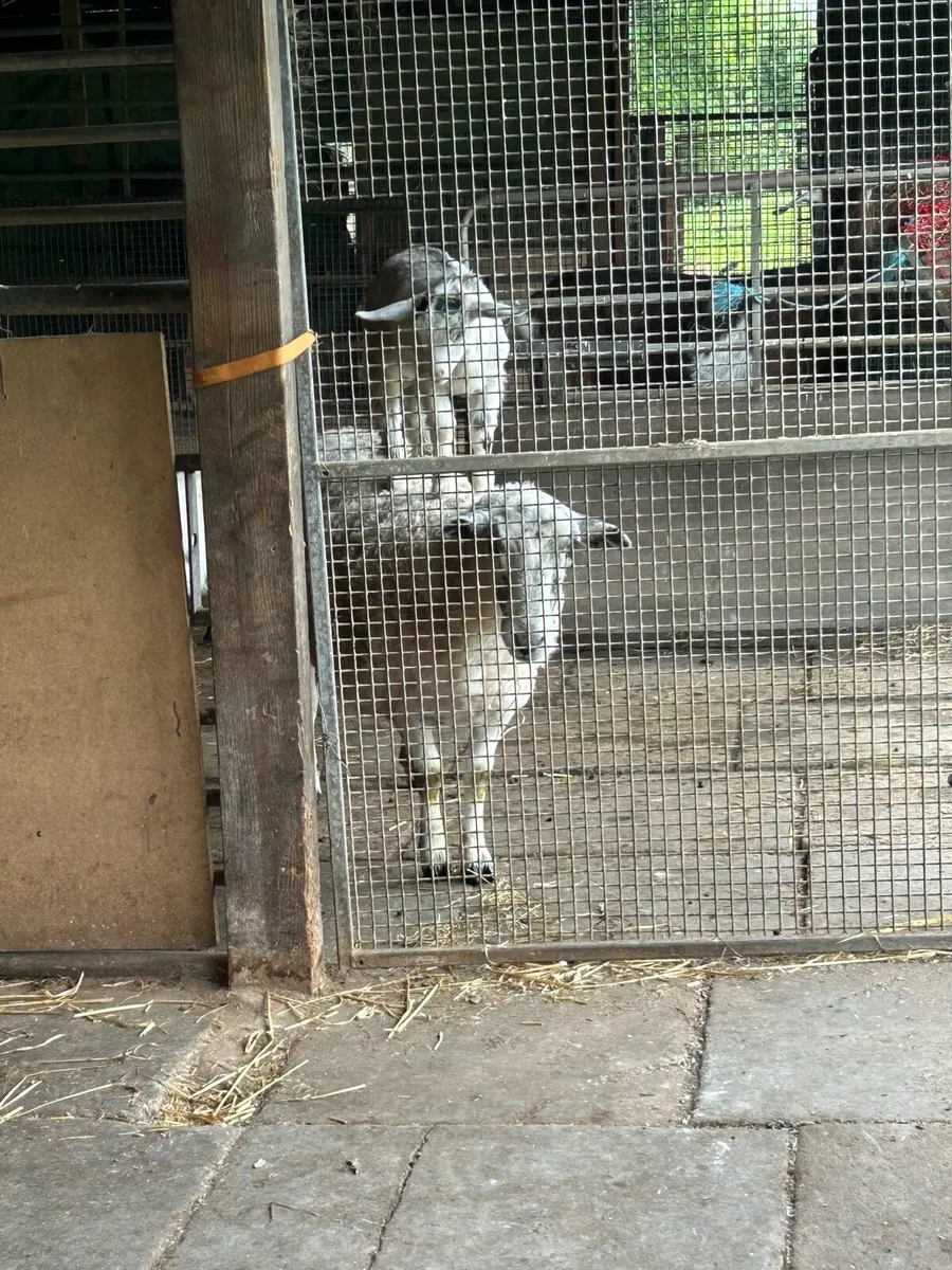 Kid goats - Image 2
