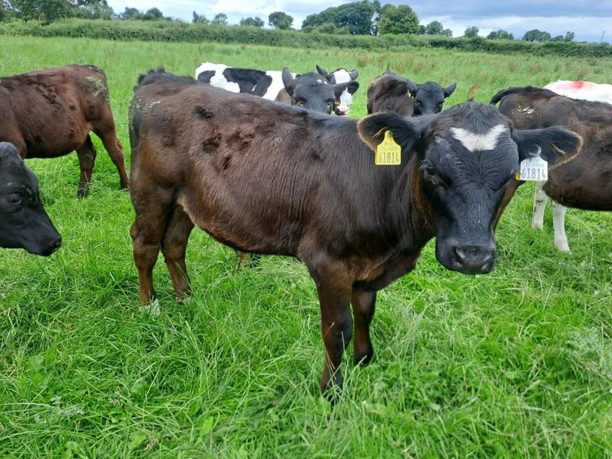 Homebred Full Symbol Organic Angus Calves - Image 1