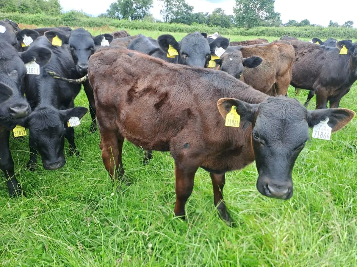 Homebred Full Symbol Organic Angus Calves - Image 2