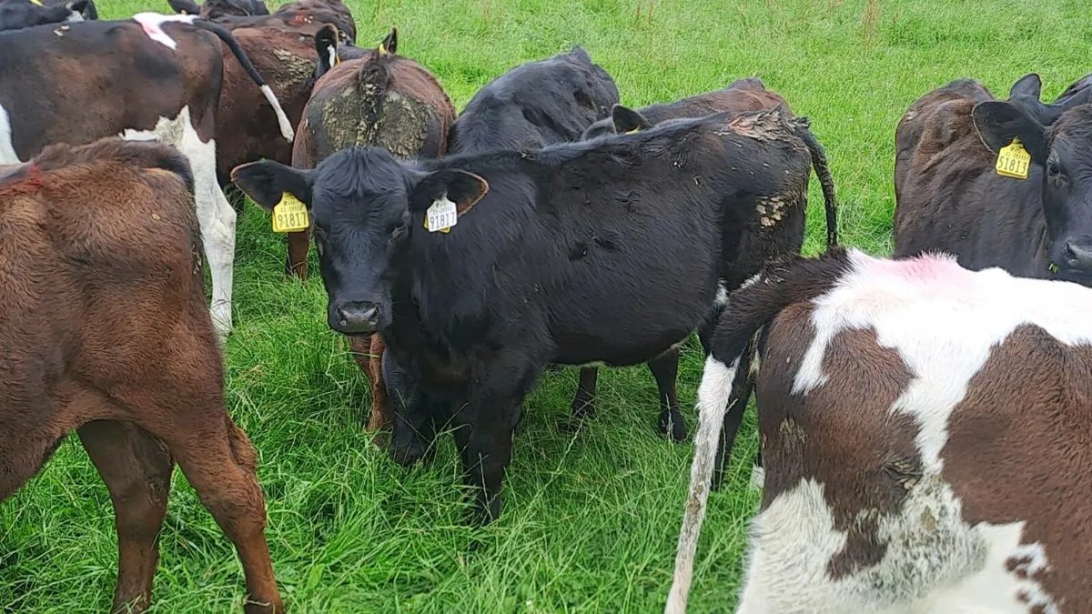 Homebred Full Symbol Organic Angus Calves - Image 3