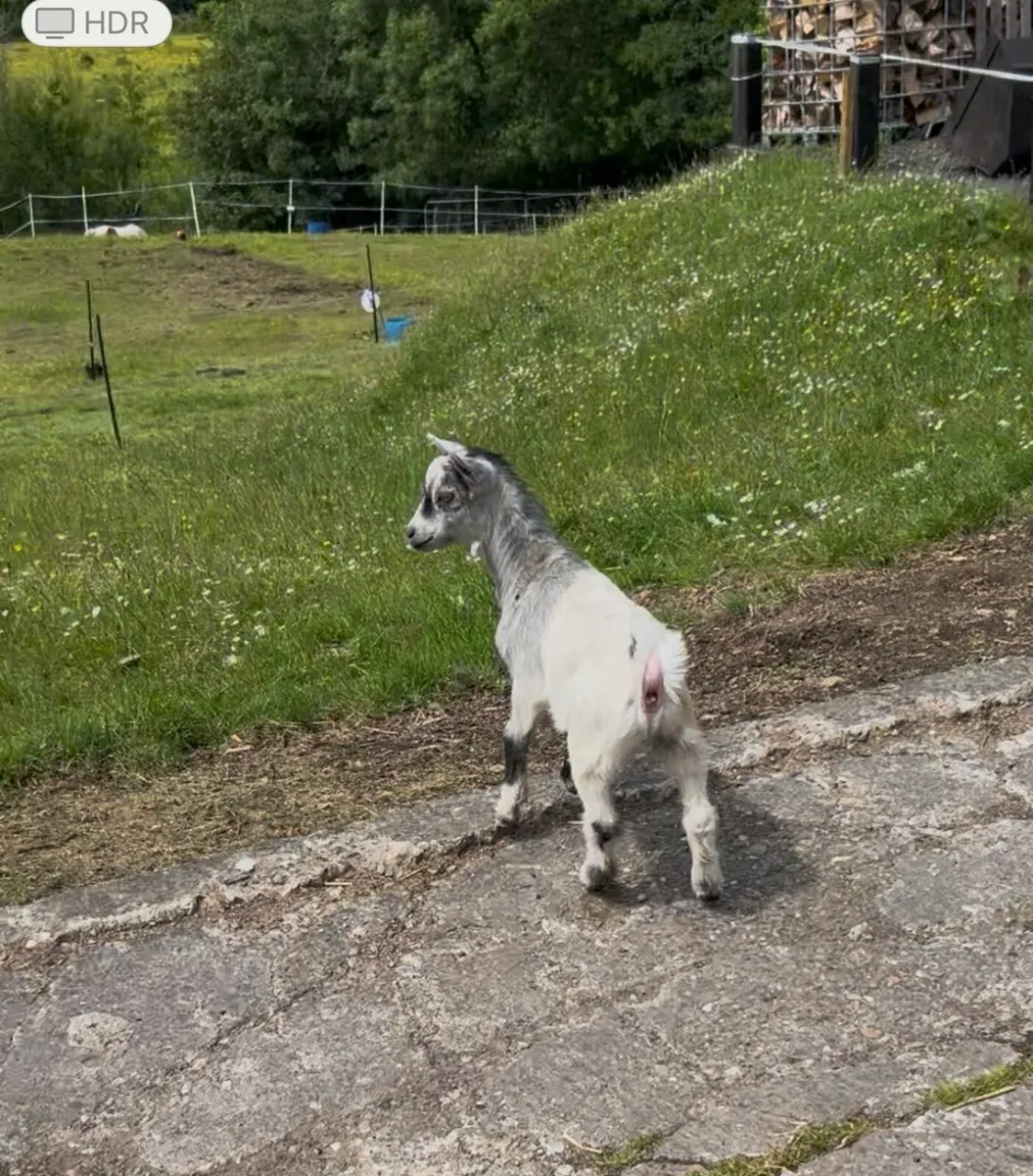 Kid goats - Image 3