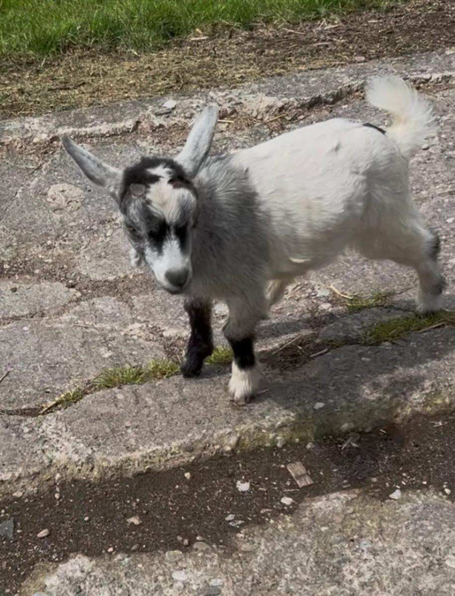 Kid goats - Image 4