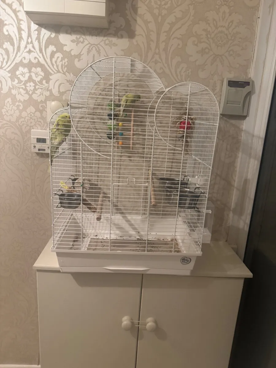 2 budgies  & new cage / food - Image 1