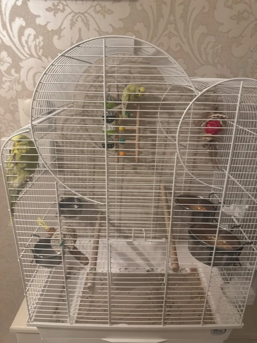 2 budgies  & new cage / food - Image 2