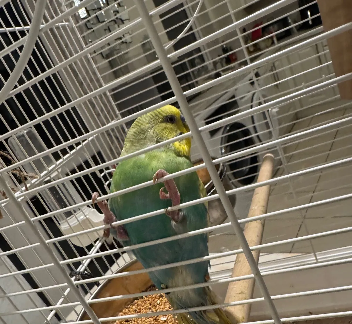 2 budgies  & new cage / food - Image 3