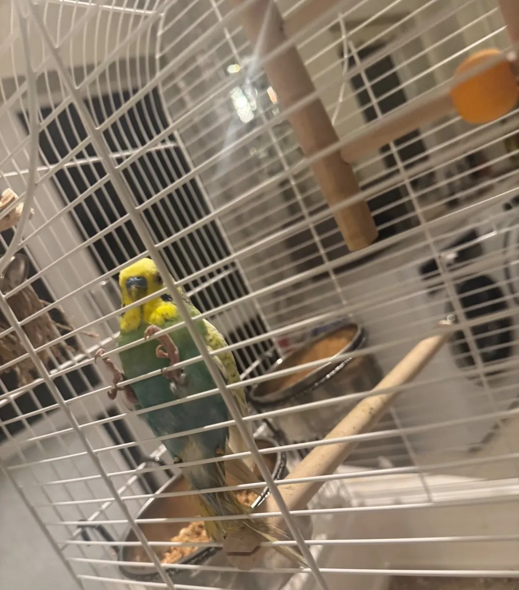 2 budgies  & new cage / food - Image 4