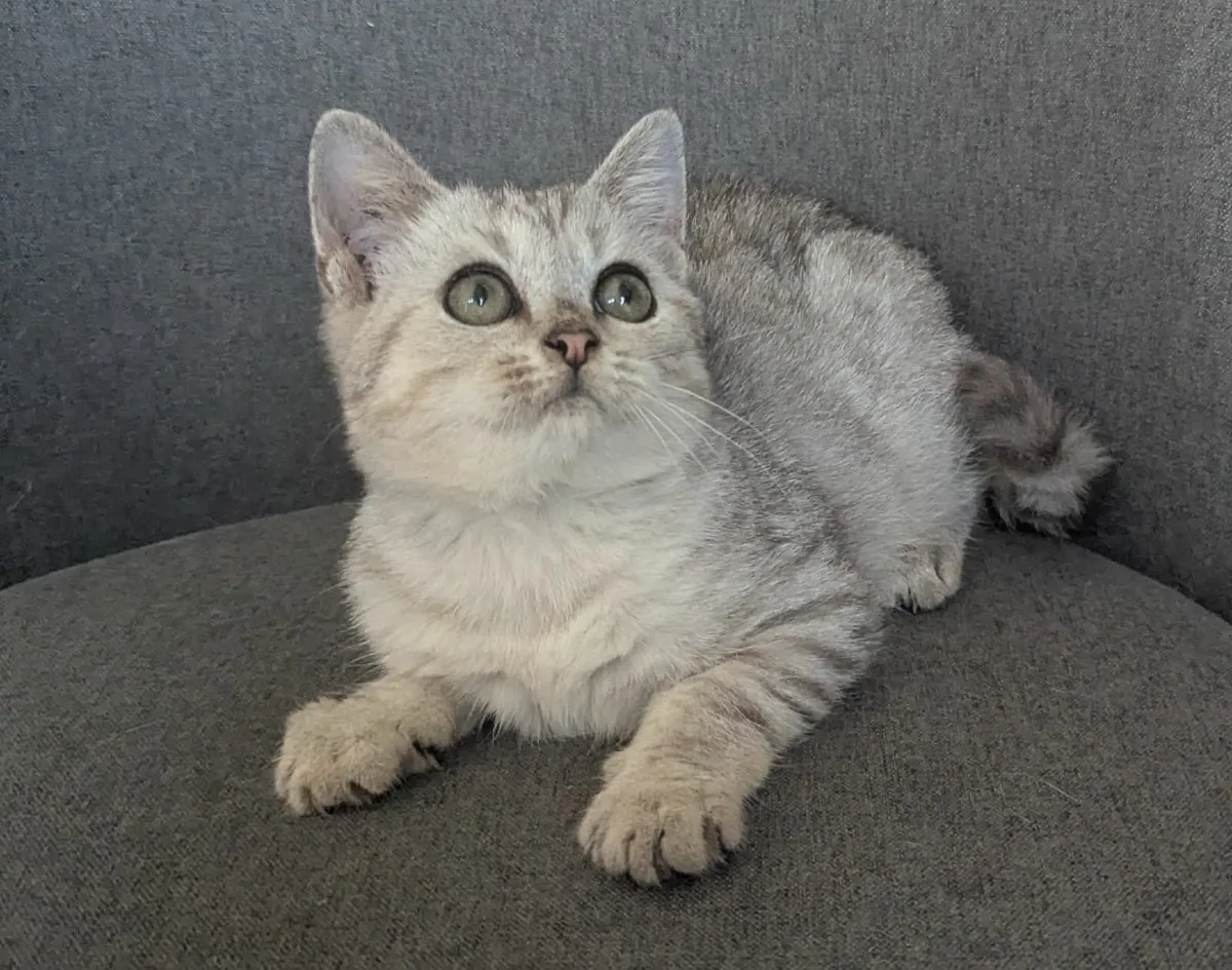 Silver British Short Hair kitten - Image 1