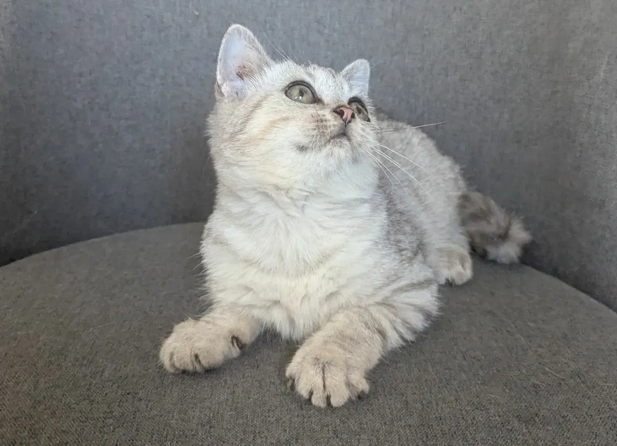 Silver British Short Hair kitten - Image 2