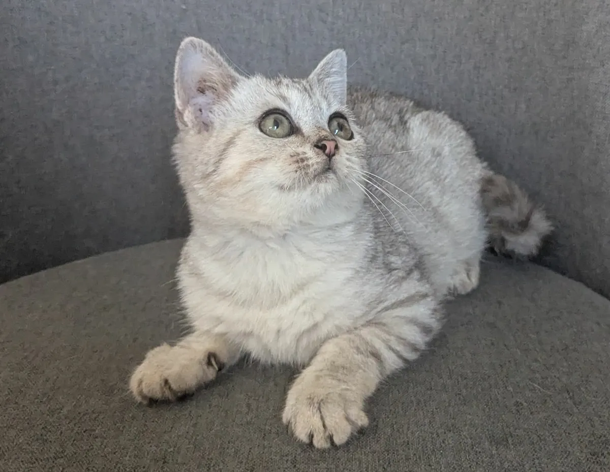 Silver British Short Hair kitten - Image 3