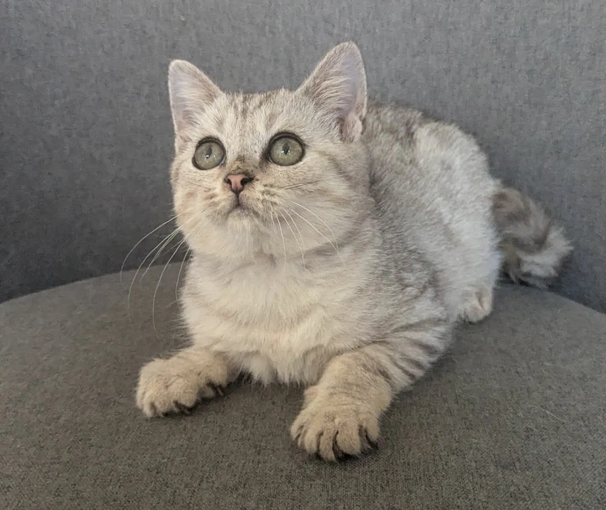 Silver British Short Hair kitten - Image 4
