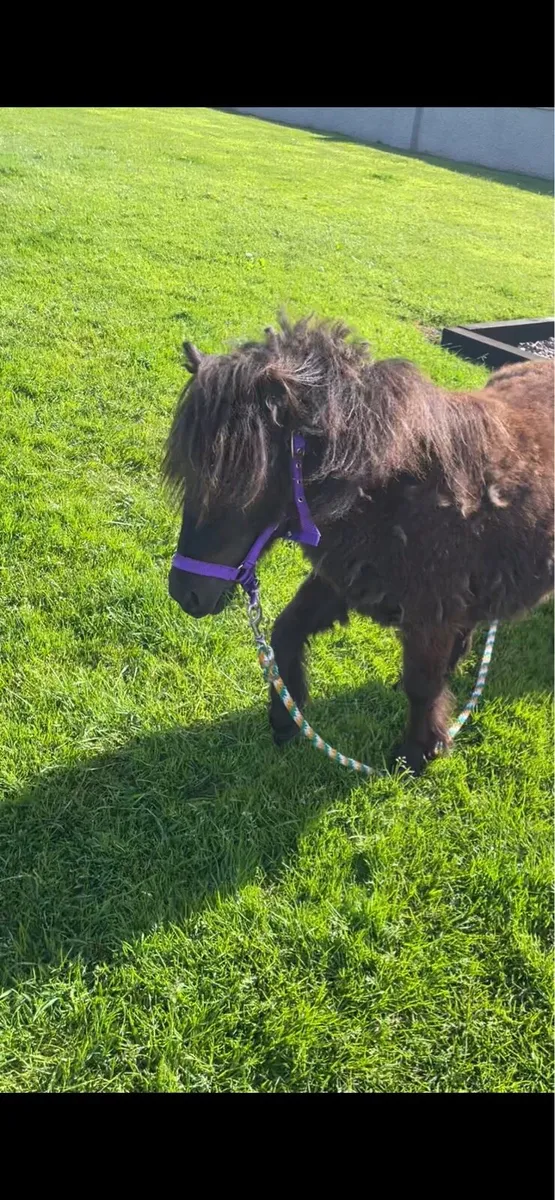 Filly - Image 1