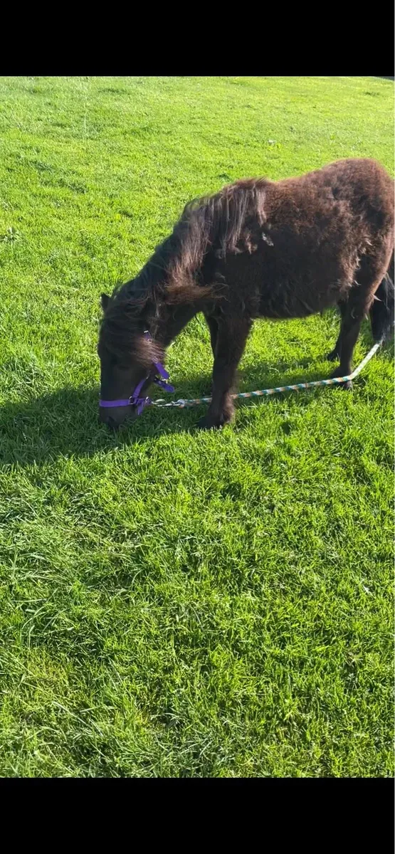 Filly - Image 2