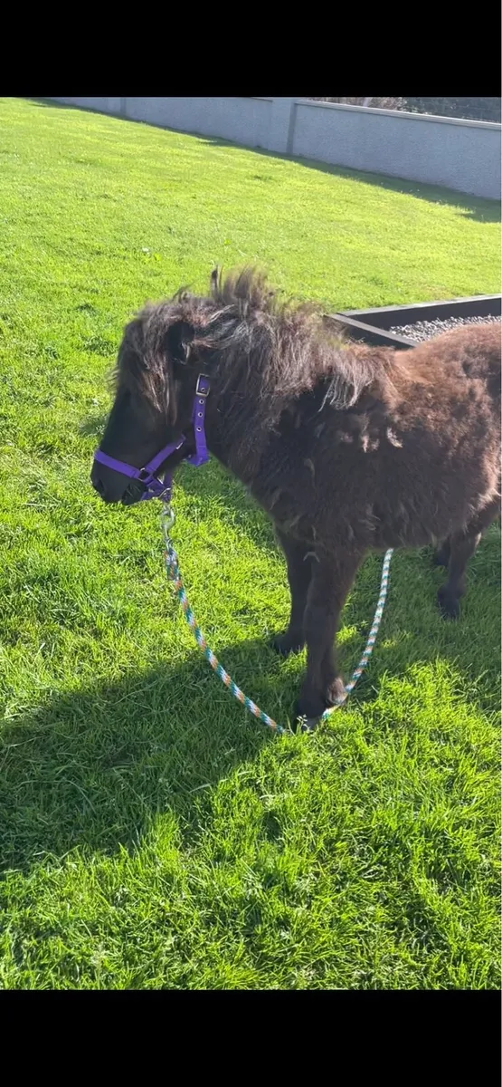 Filly - Image 3