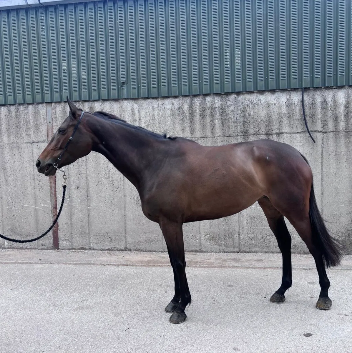 5yo Ocovango mare - Image 1