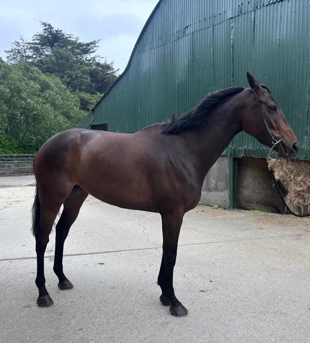 5yo Ocovango mare - Image 2