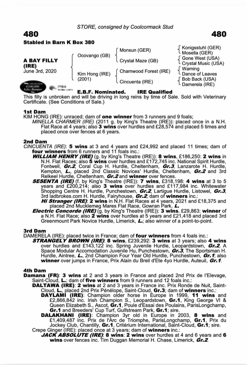 5yo Ocovango mare - Image 3