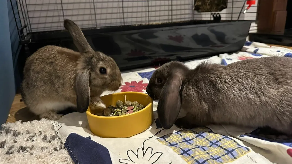 Rabbit's - Image 1