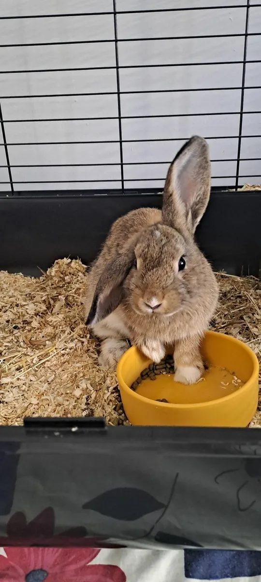 Rabbit's - Image 2