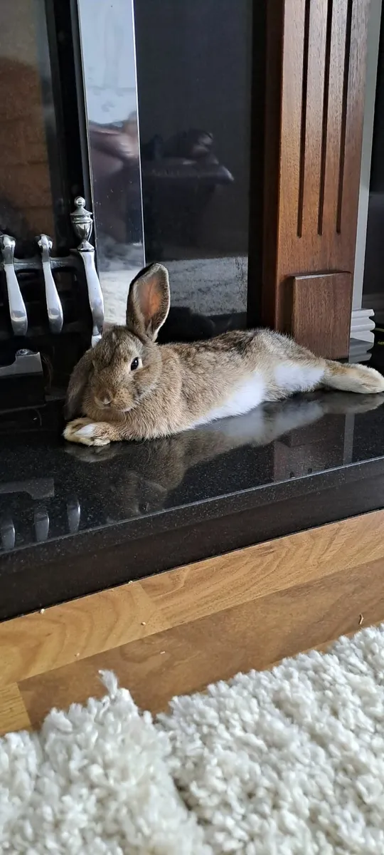 Rabbit's - Image 3