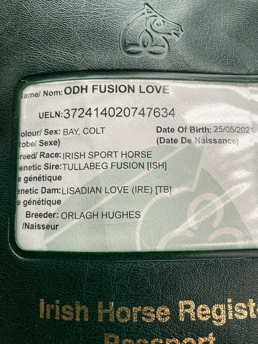 Horse passport found - Image 1