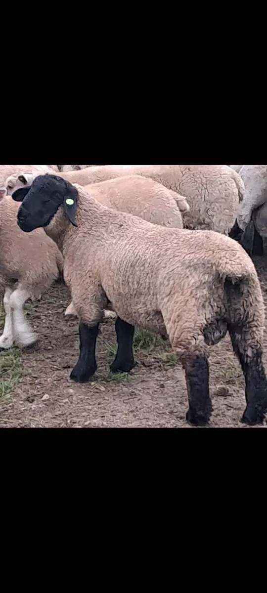 Pedigree Sis approved ram lambs - Image 2