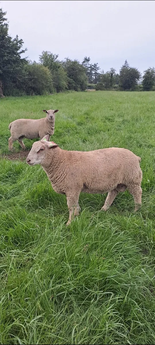 Pedigree Sis approved ram lambs - Image 1