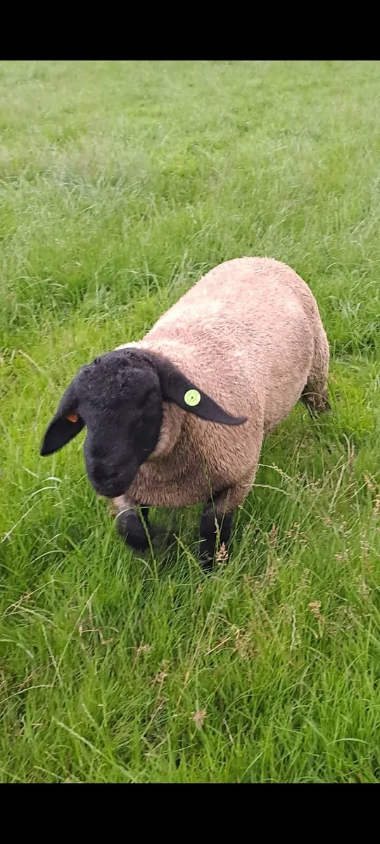 Pedigree Sis approved ram lambs - Image 3