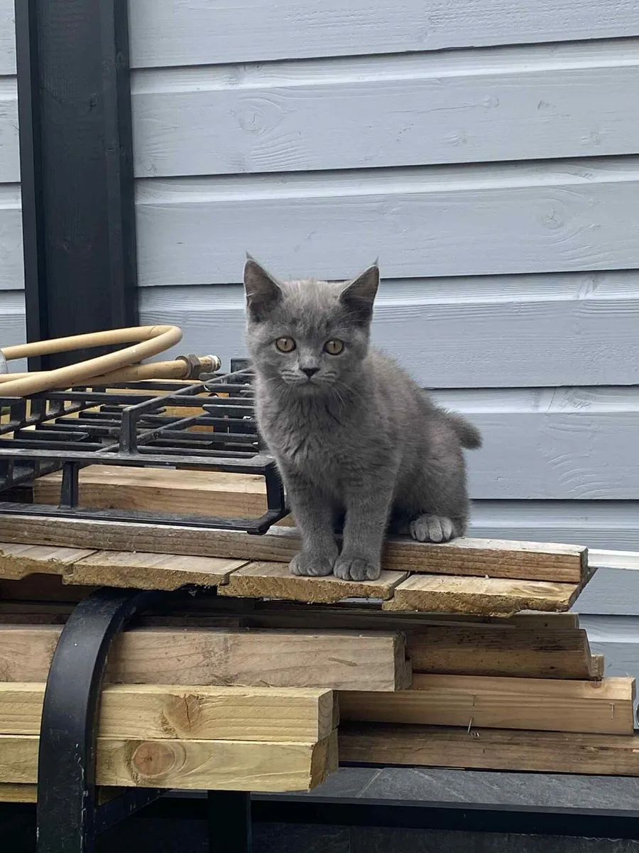 Cat - Image 1
