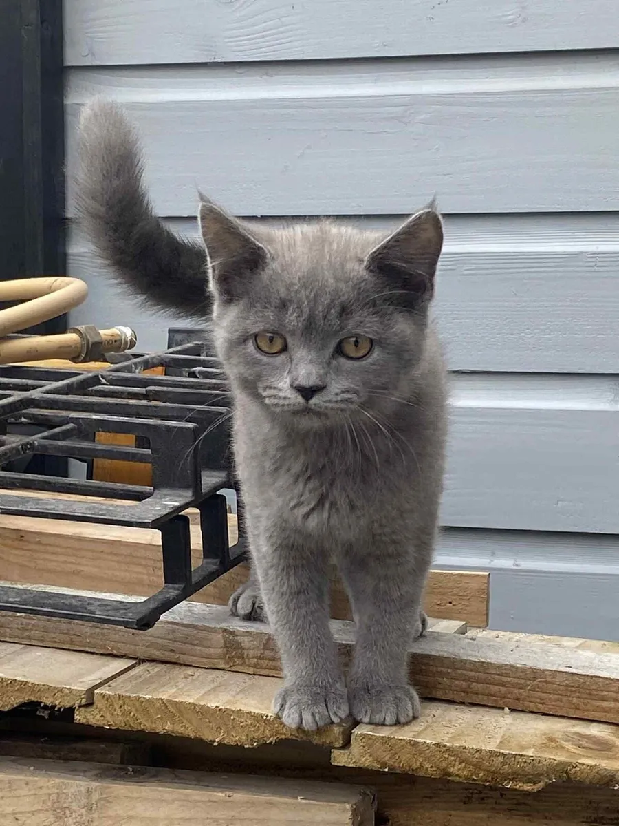 Cat - Image 2