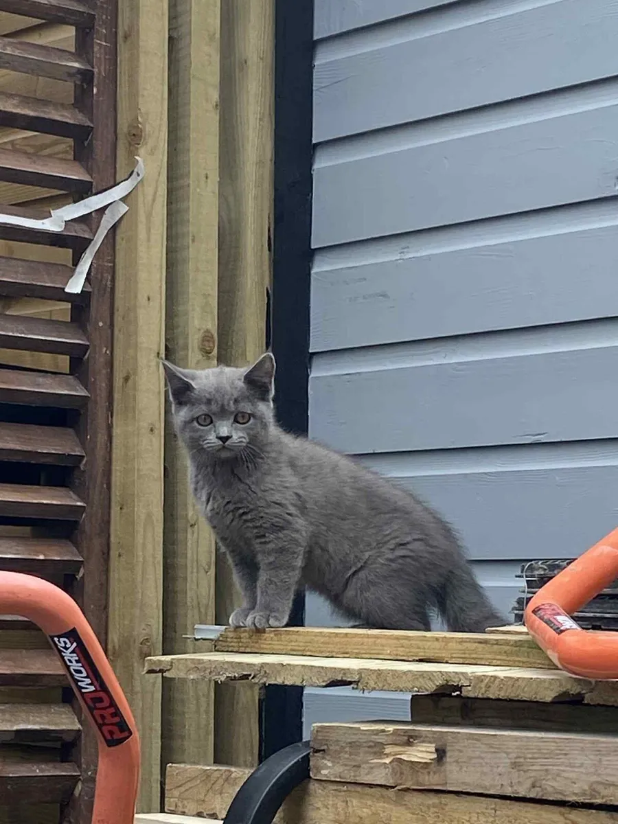 Cat - Image 3
