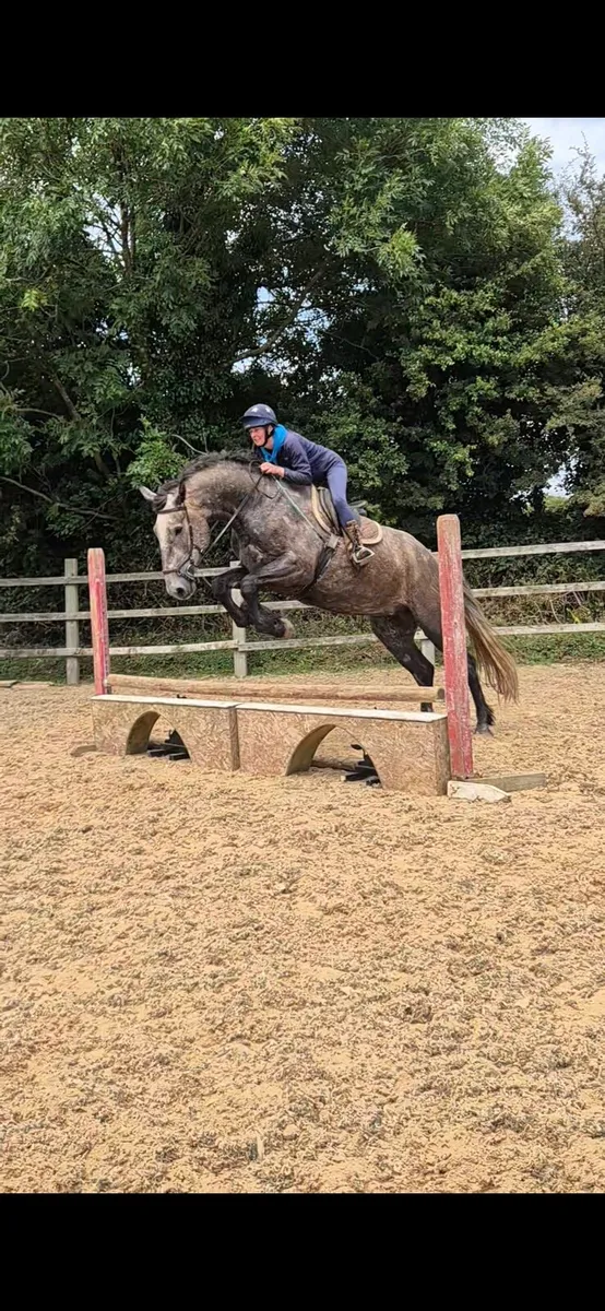 Irish draught gelding 5 year old 18hh - Image 1