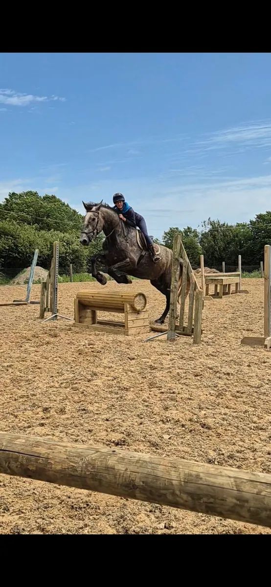 Irish draught gelding 5 year old 18hh - Image 2