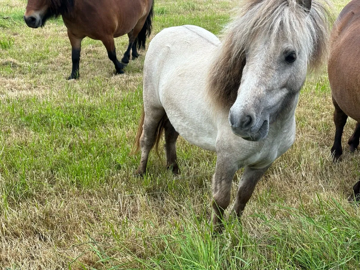 3year old filly - Image 1