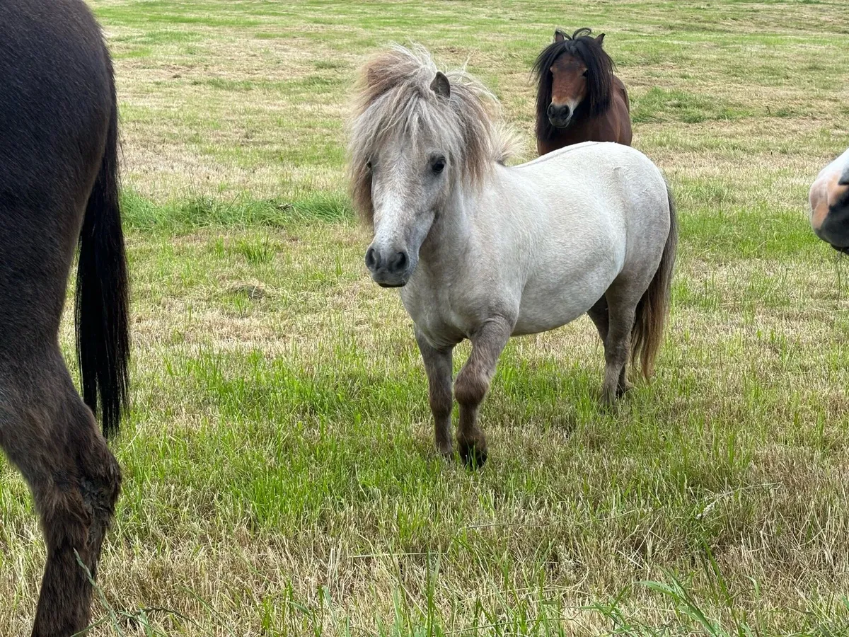 3year old filly - Image 2