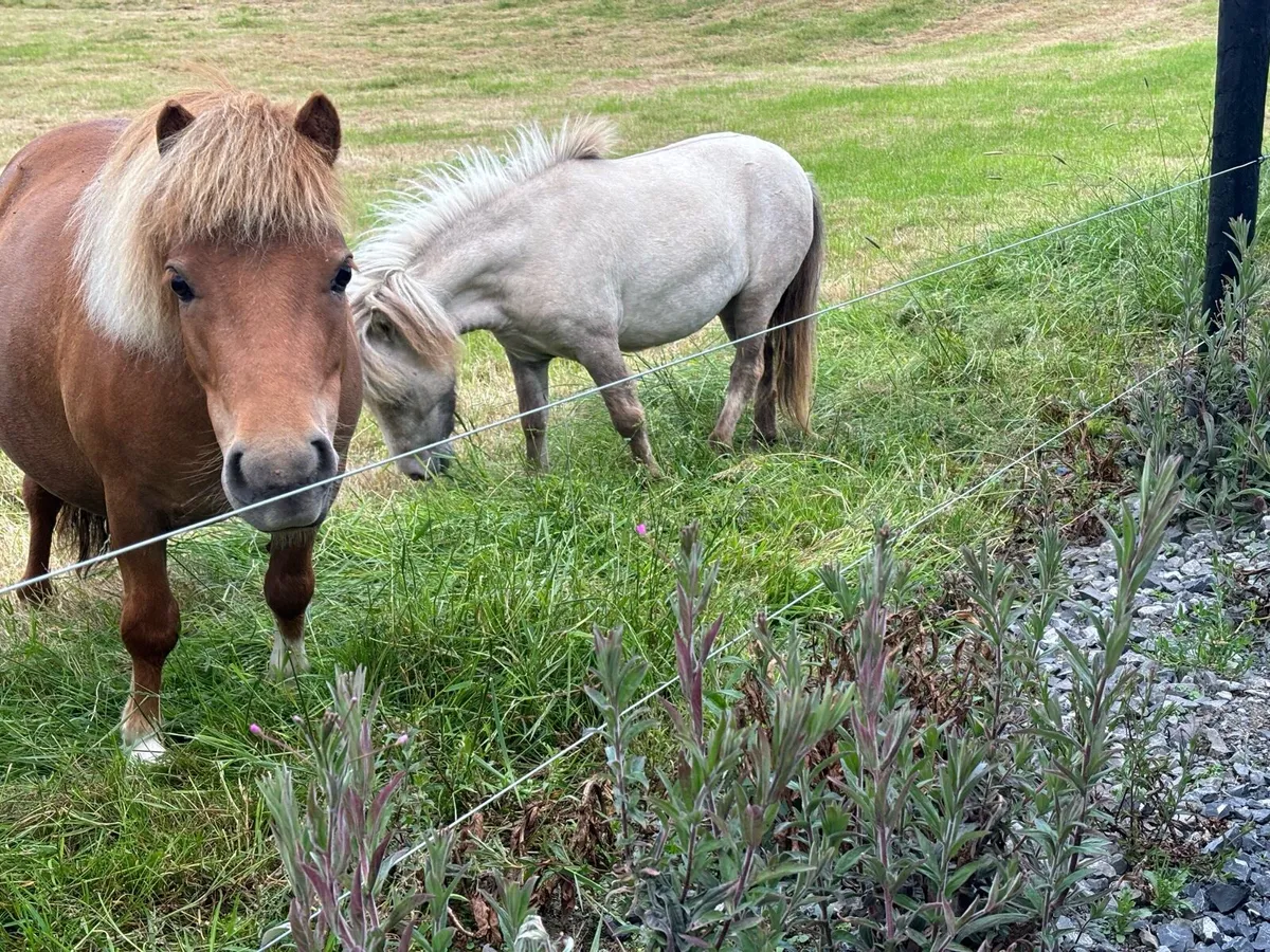 3year old filly - Image 3