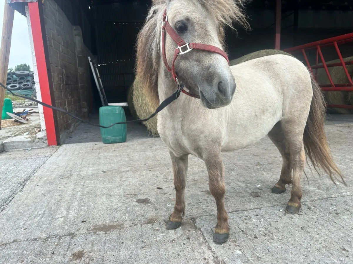3year old filly - Image 4