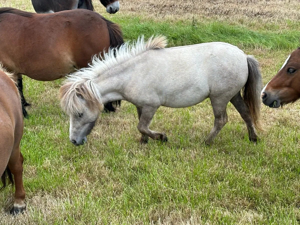 3year old filly - Image 3