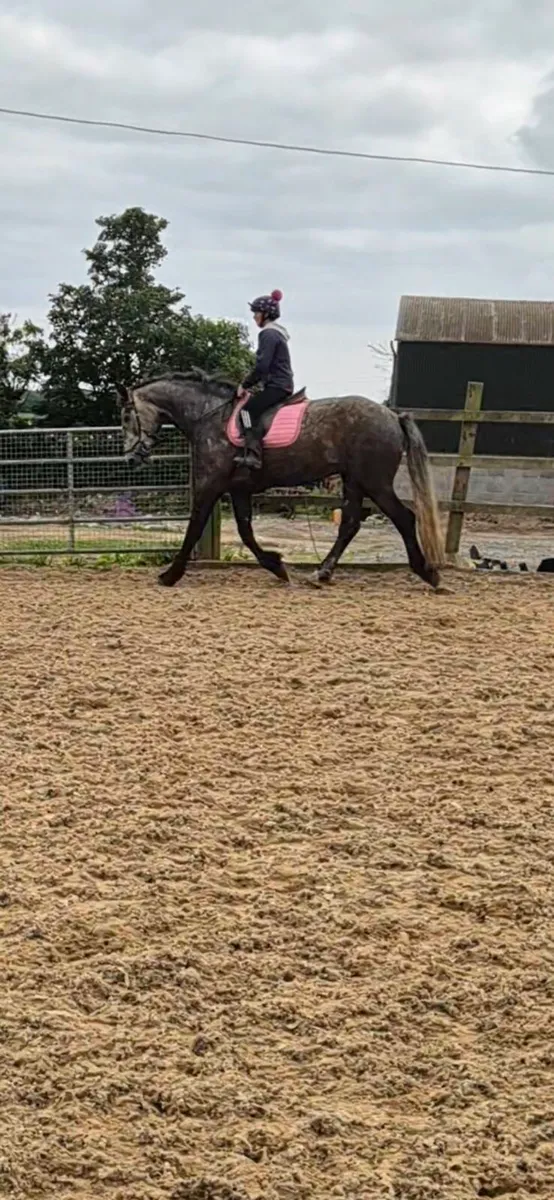 Irish draught gelding 5 year old 18hh - Image 4