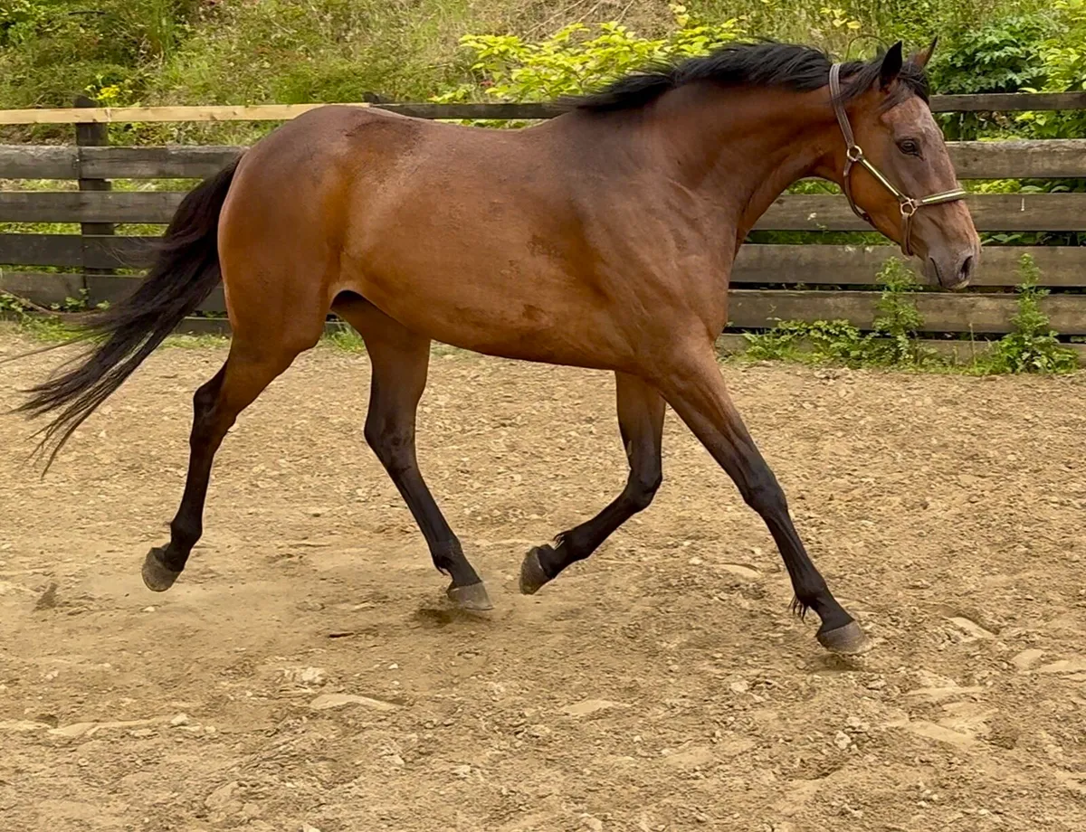 Quality 4yr old by Newmarket Venture - Image 2