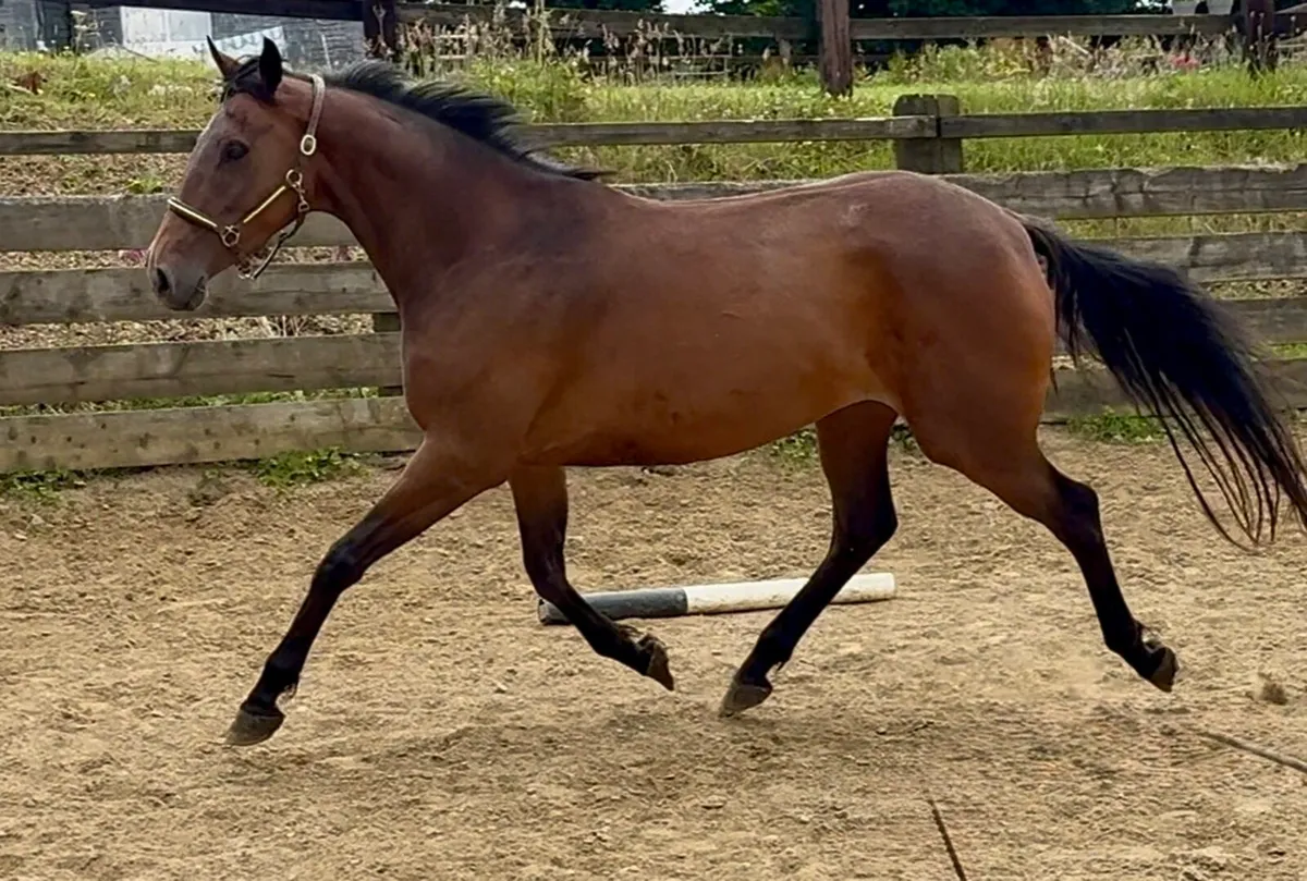 Quality 4yr old by Newmarket Venture - Image 3