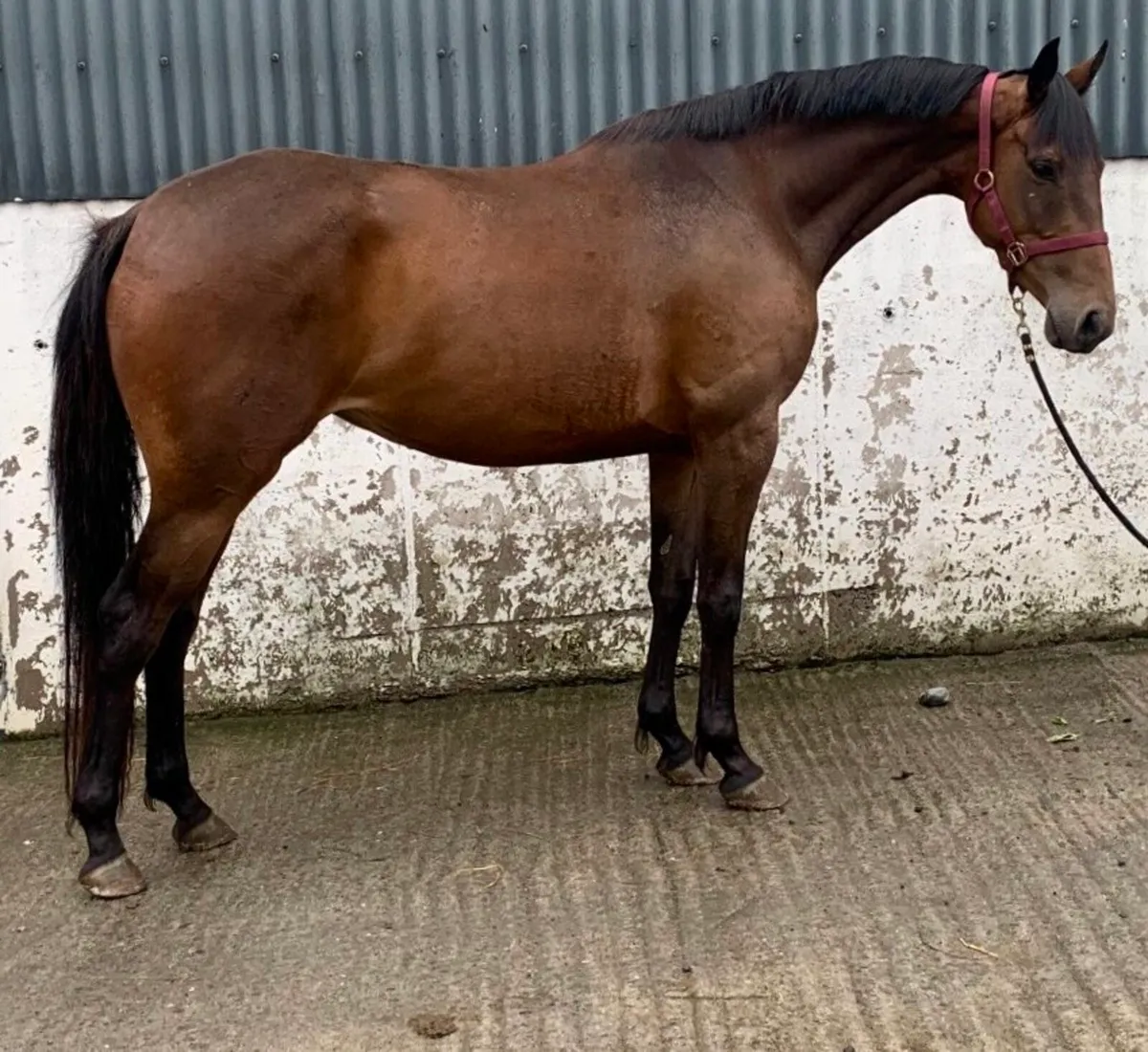 Quality 4yr old by Newmarket Venture - Image 4